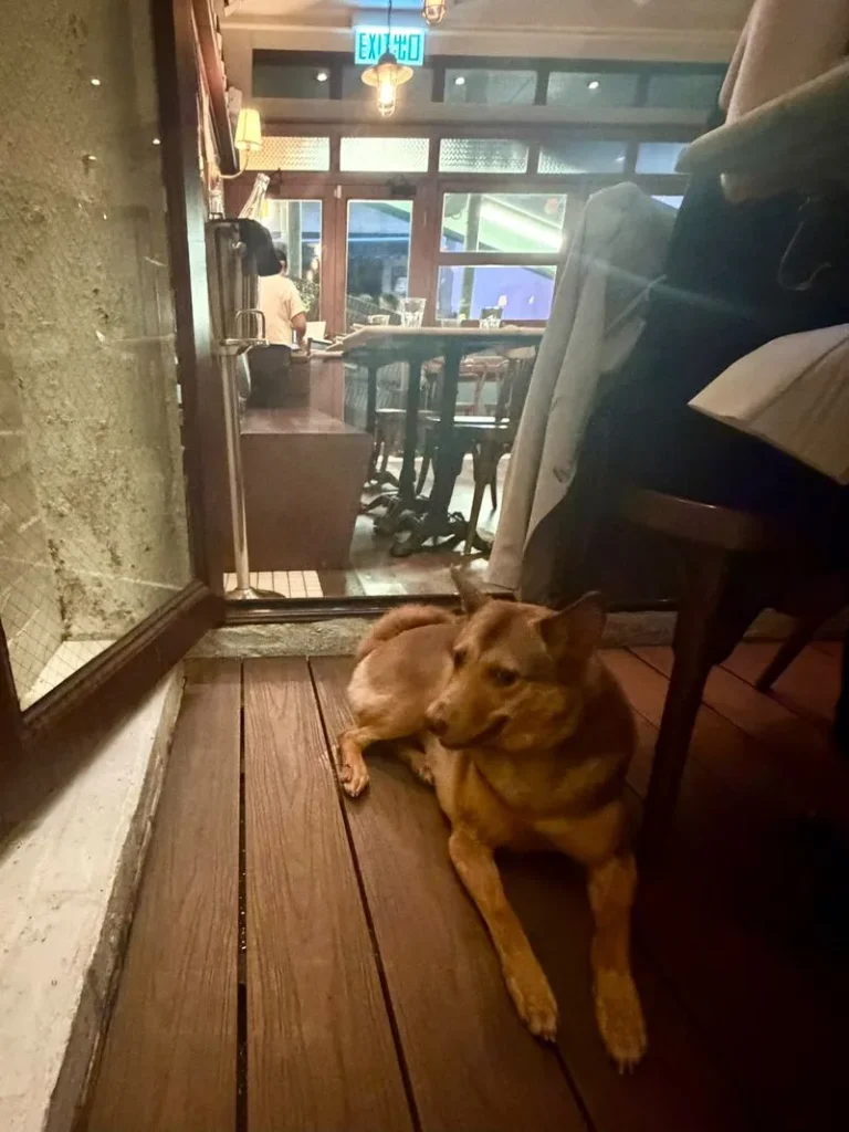 Were Hong Kongs dog friendly food and beverage guidelines written by dogs